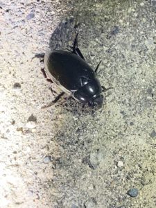 beetle_slider06