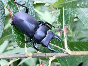 beetle_slider11