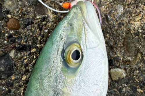 糸魚川フライフィッシング